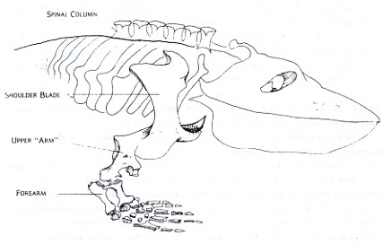 Figure 1 Figure 1: Eryops megacephalus, an early land animal that has typically short ribs which do not enclose the body. The shoulder girdle is a basin of heavy bone set very close to the animal's head. Without a great deal of competition on the land, the biggest problem for Eryops to solve is that of a stable support for its large body and heavy head