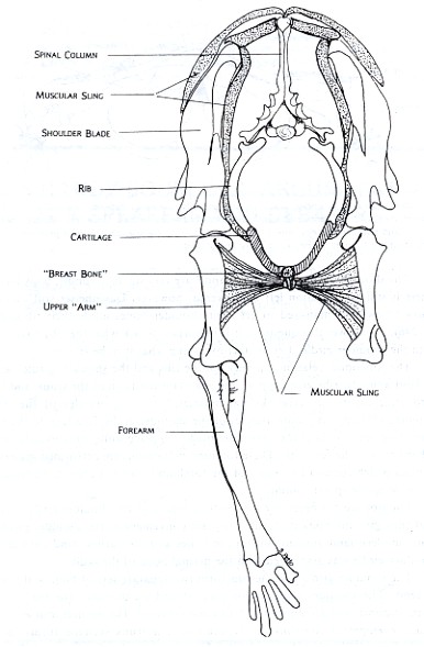 Figure 2 Figure 2: Front view of Felis domestica, the house cat, shows the general relationship between the shoulder girdle and forelimb for running mammals. The ribs extend most of the way to the belly and are connected by cartilage to the breast bone. The shoulder blades are connected to this bone on each side by a combination of relatively reduced collar bones and a sling of muscles and connective tissue. This arrangement makes the whole complex light and maneuverable. This is important for an animal which hunts active prey and performs a lot of different locomotive activities such as running, jumping, and climbing.