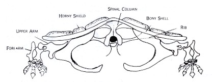 Figure 3 Figure 3: Front view based upon the skeleton of Chelydra, the snapping turtle shows the basinlike shoulder girdle typical among primitive land animals. The space between the two girdles in the bottom shell is where the two join with the bones of the lower shell. Since the shell provides protection and hunting strategy differs from that of the running animals, the main problem is again that of strong support of the heavy body and stability.