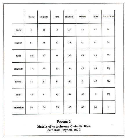 Figure 2: Matrix of cytochrome C similarities
