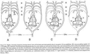 4-Chambered and 3 Chambered Hearts: All that is fundamentally required to get the topology of the mammalian four-chambered heart from a reptile-like three-chambered heart (e.g. B, although this should not be taken as an exact representative of the ancestral state) is extension of the septum (the wall dividing the chambers and lost of the right systemic arch.  The lineage leading to crocodiles evolved a four-chambered heart along a different pathway, keeping both systemic arches.      From Figure 9-5, p. 112 of: Farrell, A. P. (1997). "Evolution of cardiovascular systems: Insights into ontogeny". Development of cardiovascular systems: molecules to organisms. Burggren, W. W. and Keller, B. B., Eds. Cambridge, UK ; New York, NY, USA, Cambridge University Press: 101-113.