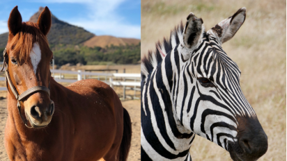 A horse and a zebra.