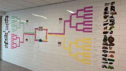 March Mammal Madness bracket in a school hallway.