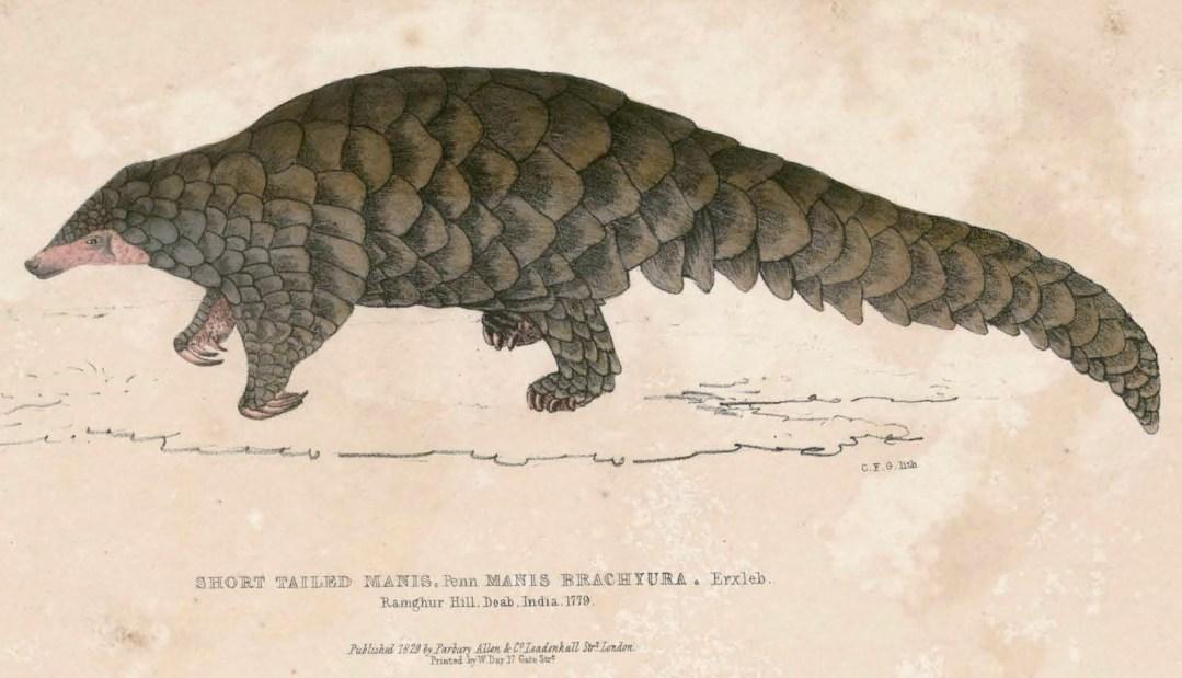 pangolin