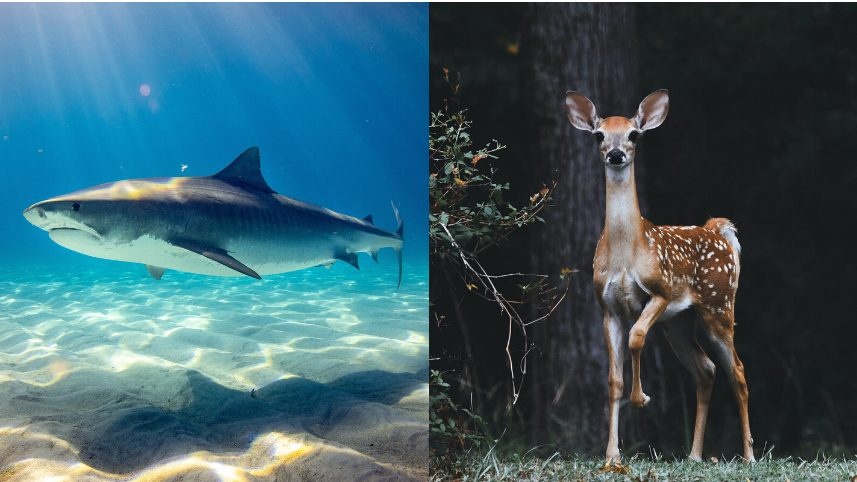 Shark and deer