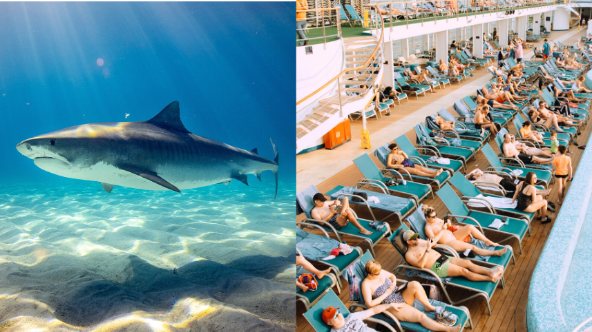 Shark and sunbathers