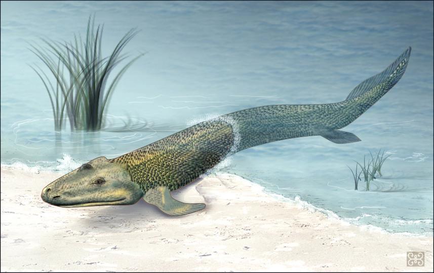 tiktaalik