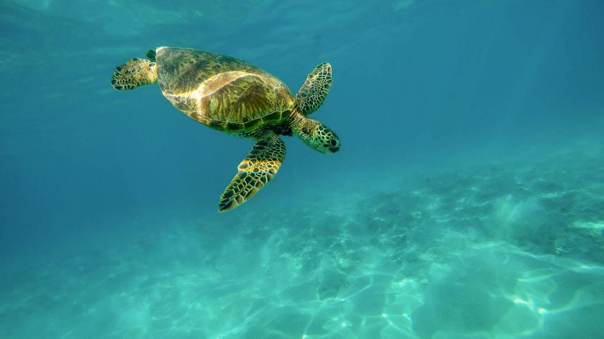 Sea turtle