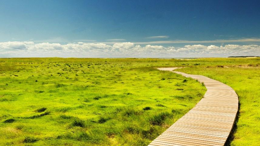 A walkway over marshy grass in Wellfleet, MA.
