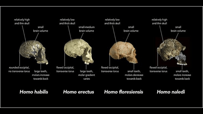 Comparison of skull features of early human species.