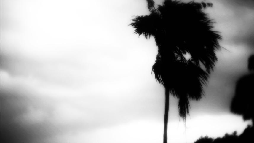 A palm tree in the midst of Hurricane Helene.