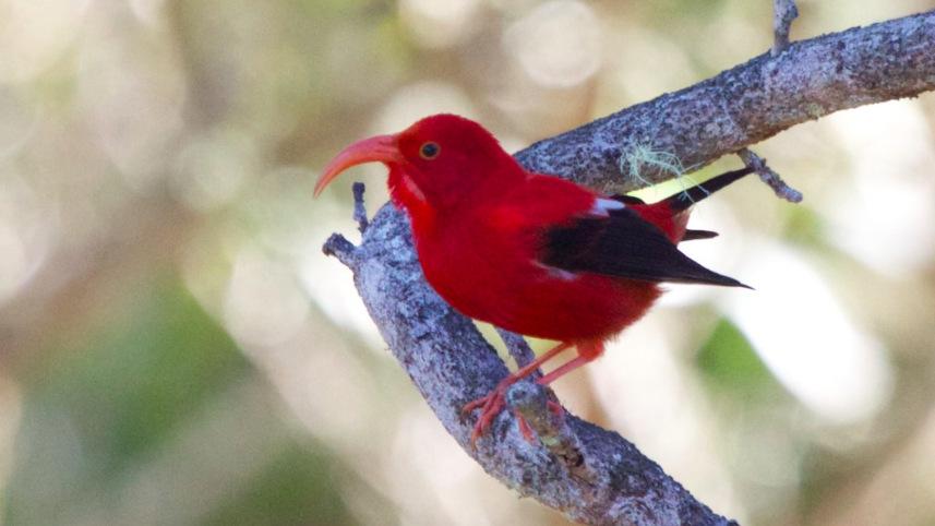 Hawaiian honeycreeper
