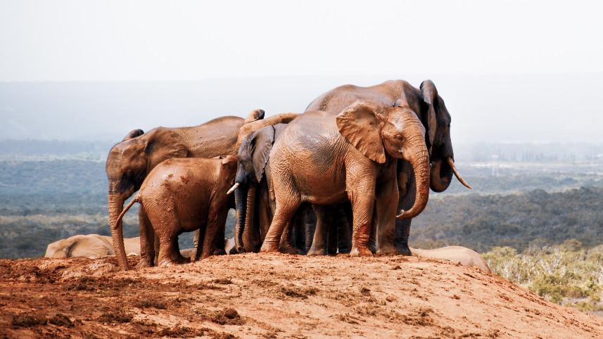 A herd of elephants