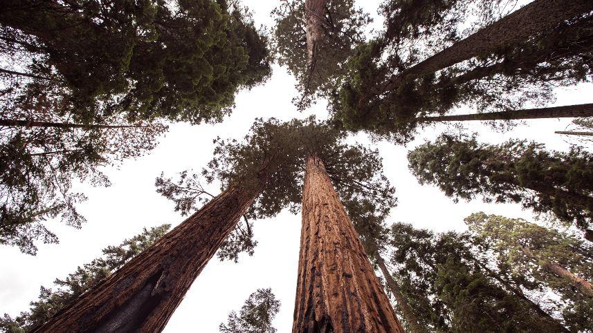 Giant sequoia trees
