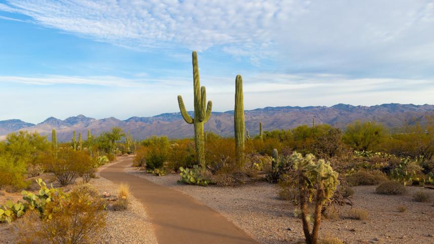 Saguaro National Park, Arizona