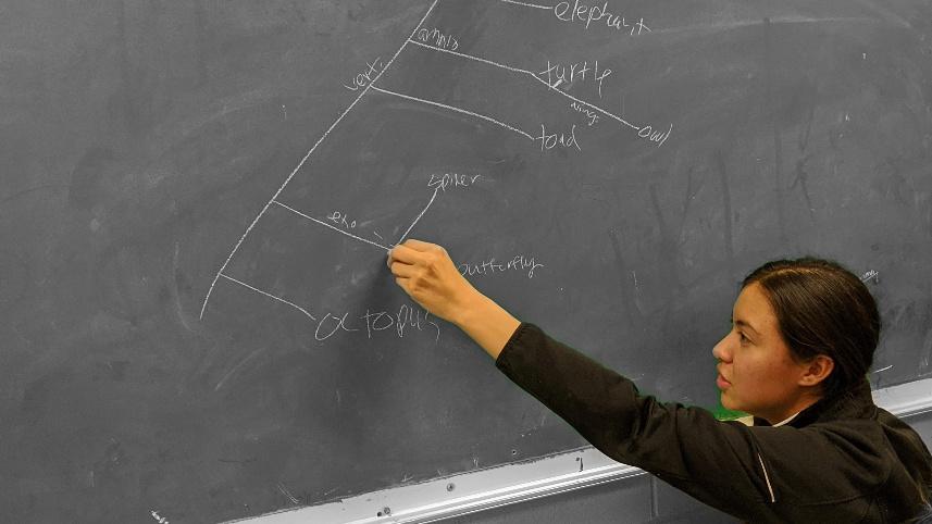 A student creating a phylogentic tree of MMM combatants.