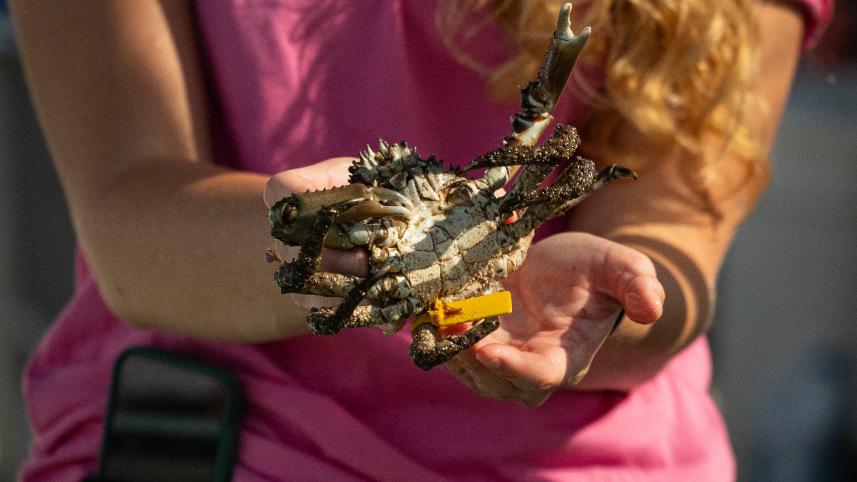 Woman holding a crab.